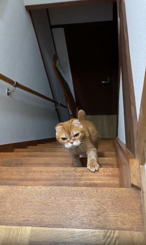 階段に左前足のせてる猫