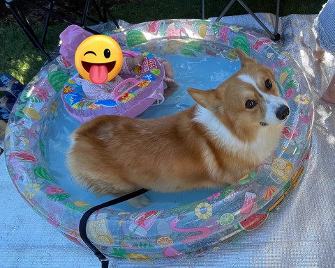 プールで振り返るワンコ