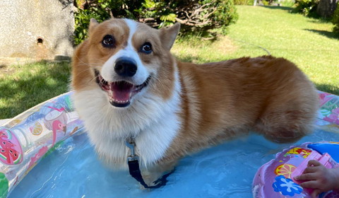 プールで笑顔ワンコ