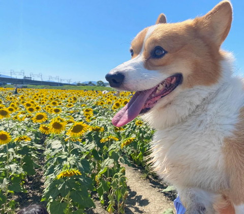 ひまわりとワンコ