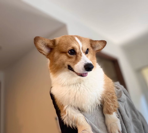 抱っこされてイカ耳ワンコ