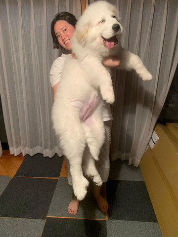 抱っこされるワンコ