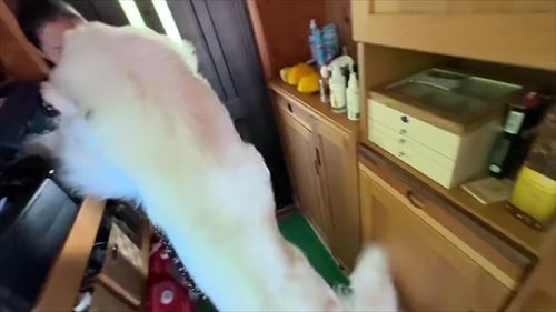 美女にとびつく大型犬