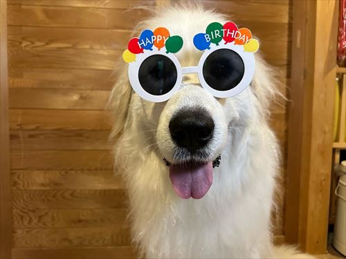 2歳になった大型犬