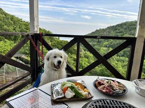 焼肉待つワンコ
