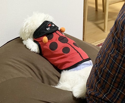 すねたワンコ後ろ姿