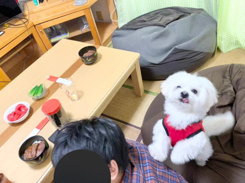 愛嬌振りまくワンコ