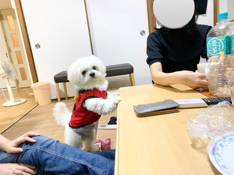 テーブルにたっちするワンコ