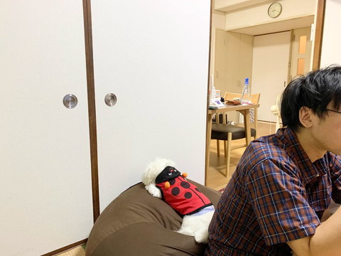 クッションにいるワンコ後ろ姿