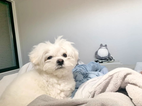 寝起きのワンコ