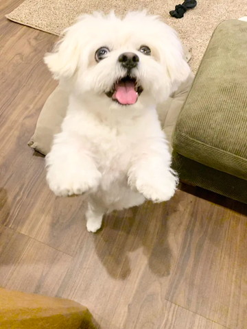 笑顔で向かってくるワンコ