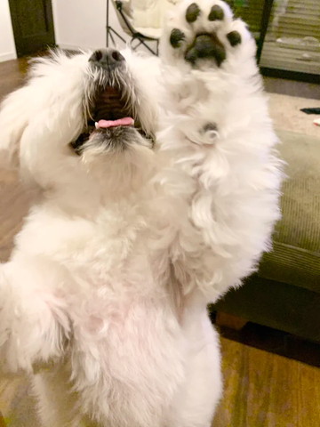 前足上にあげるワンコ