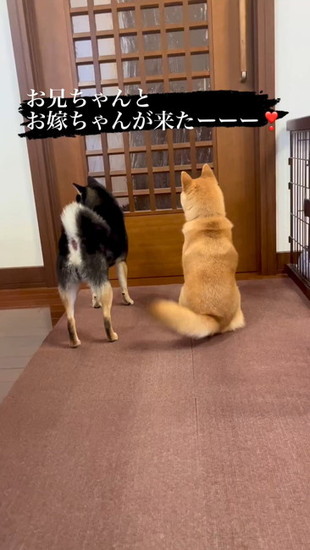 ドアの前に座る犬