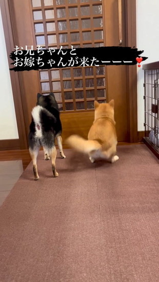 ドアの前の犬