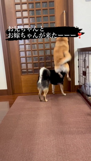 跳ねる犬
