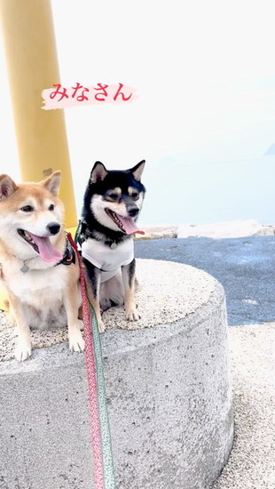 海と柴犬