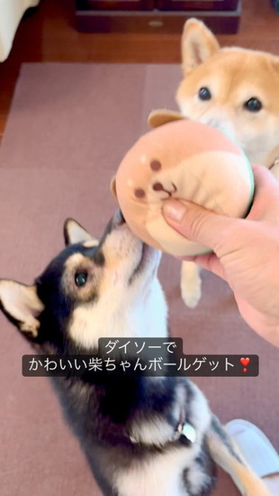 おもちゃと犬