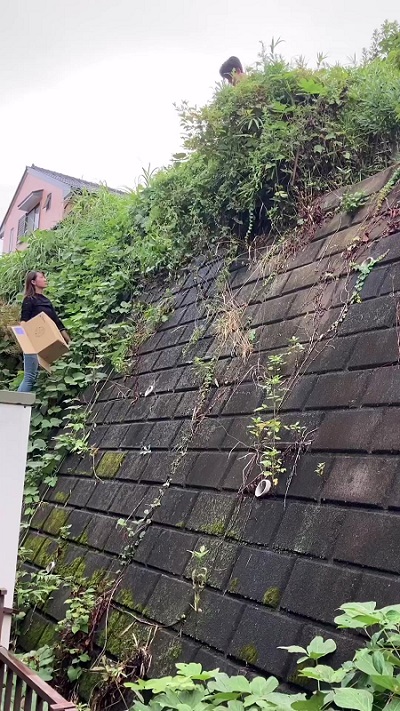子猫救助