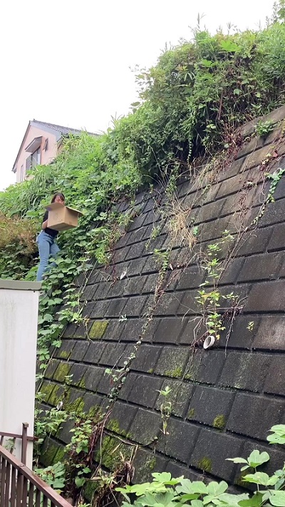 草むらの中に子猫