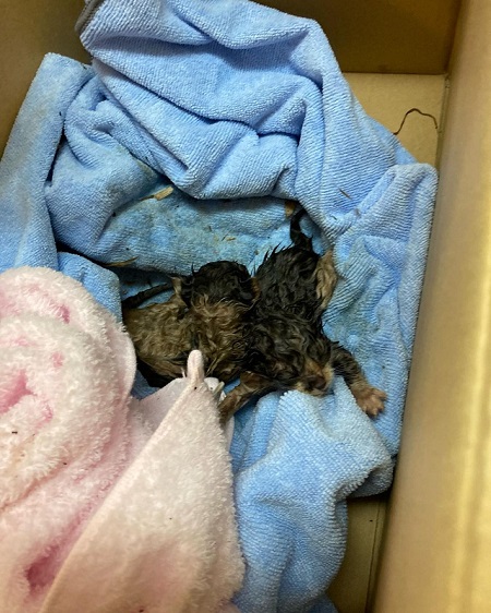 救助した子猫
