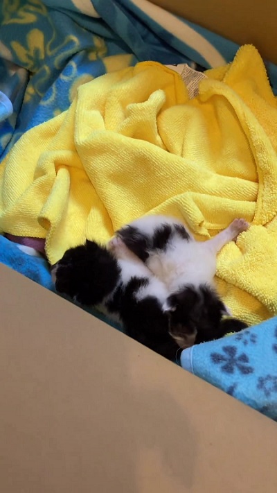 生まれたての子猫