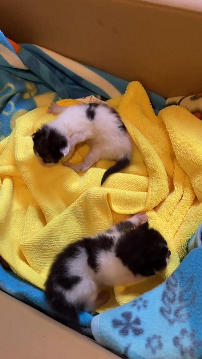 乳飲み子の猫