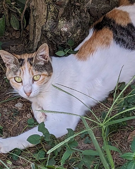 子猫の母猫