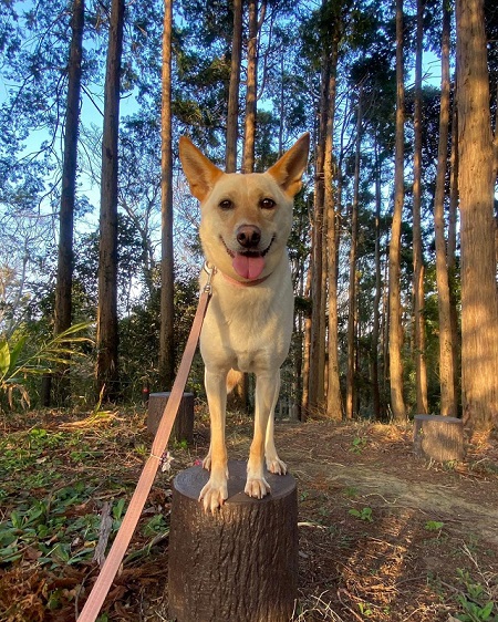 元保護犬