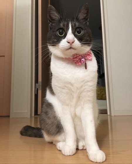 元保護猫