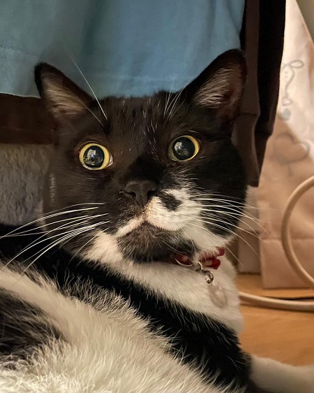 白黒の猫