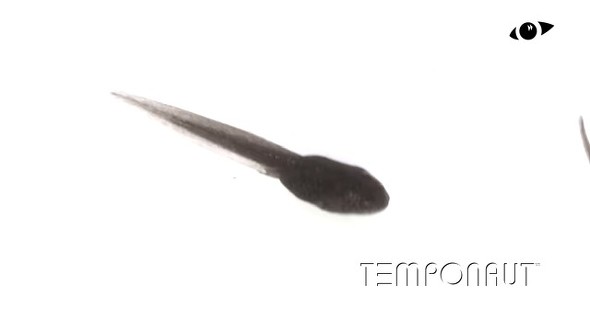 オタマジャクシ　タイムラプス