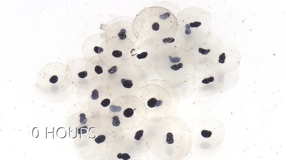 オタマジャクシ　タイムラプス