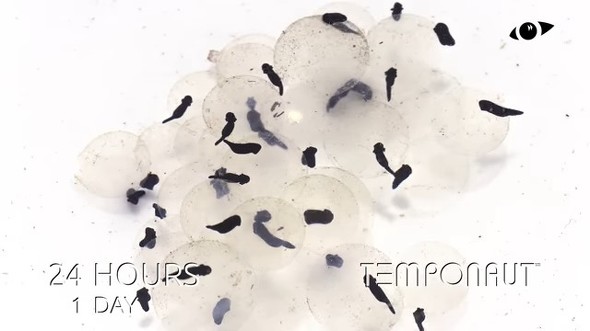 オタマジャクシ　タイムラプス