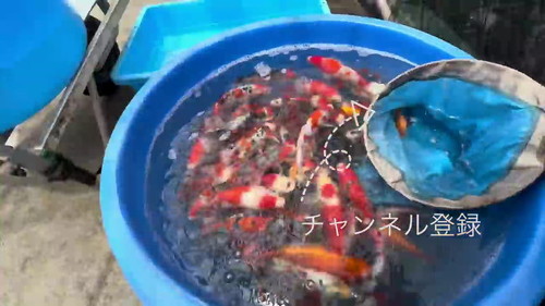 大きく育った鯉