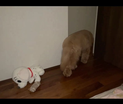 廊下に向かうワンコ