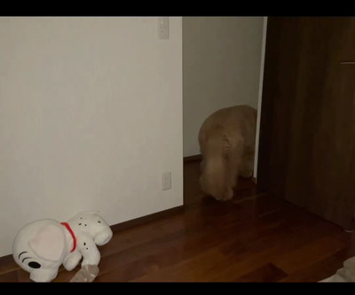 部屋から出るワンコ