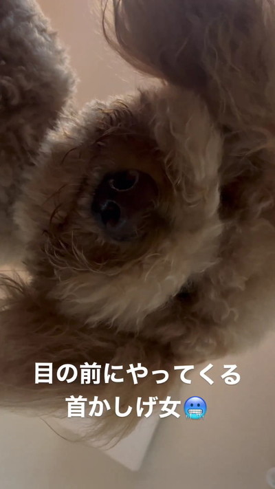 やってくるワンコ