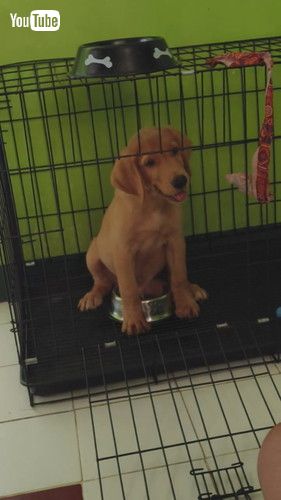 「Watch This Dog Nose His Way Out || ViralHog」