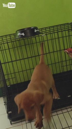 「Watch This Dog Nose His Way Out || ViralHog」