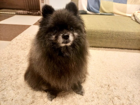 家でお座りワンコ