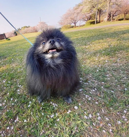 散歩中笑顔のワンコ