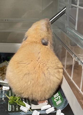 水のむハムスター後ろ姿