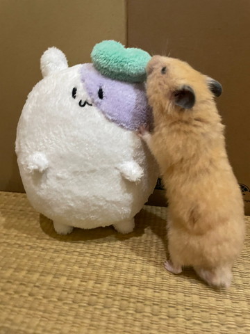 ぬいぐるみの匂いかぐハムスター