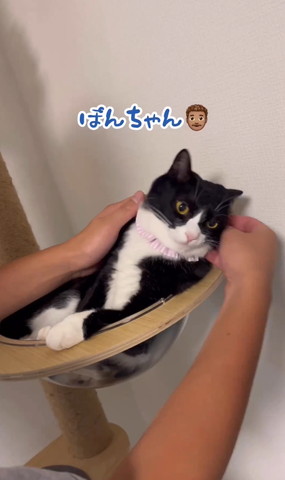 透明ボールでなでられる猫顏見える