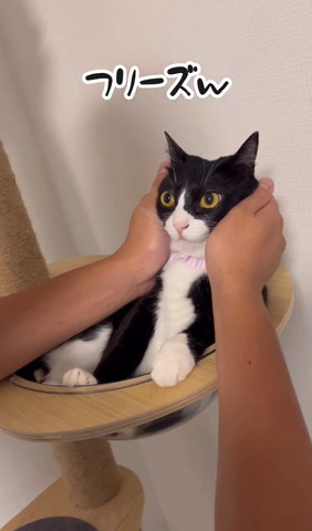 フリーズテロップ