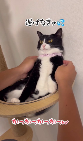 逃げなきゃテロップ