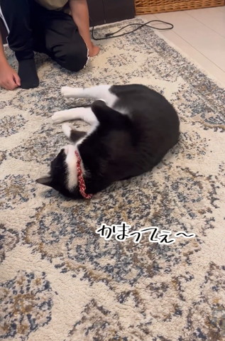 かまってぇテロップ