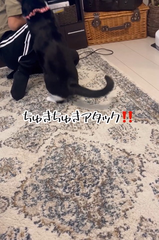 ちゅきちゅきアタックテロップ