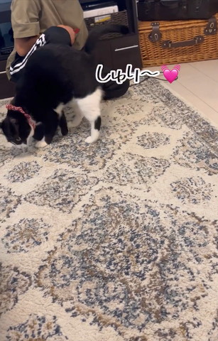 体の右側すりつける猫