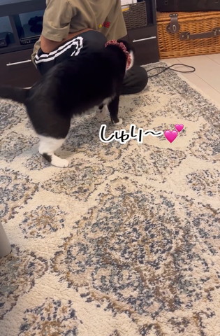 体の左側擦りつける猫